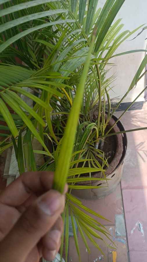 A symbolic leaf from ITS CPS